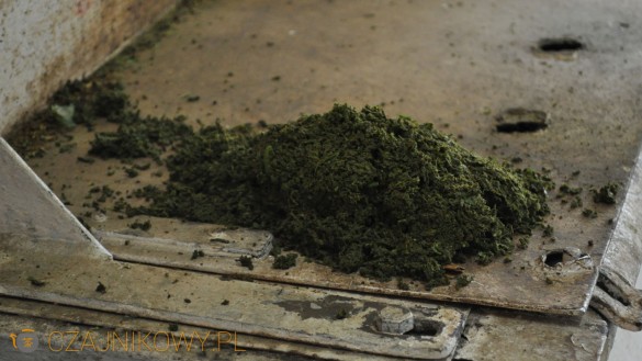 Plantacje herbaciane w Indiach (Munnar)